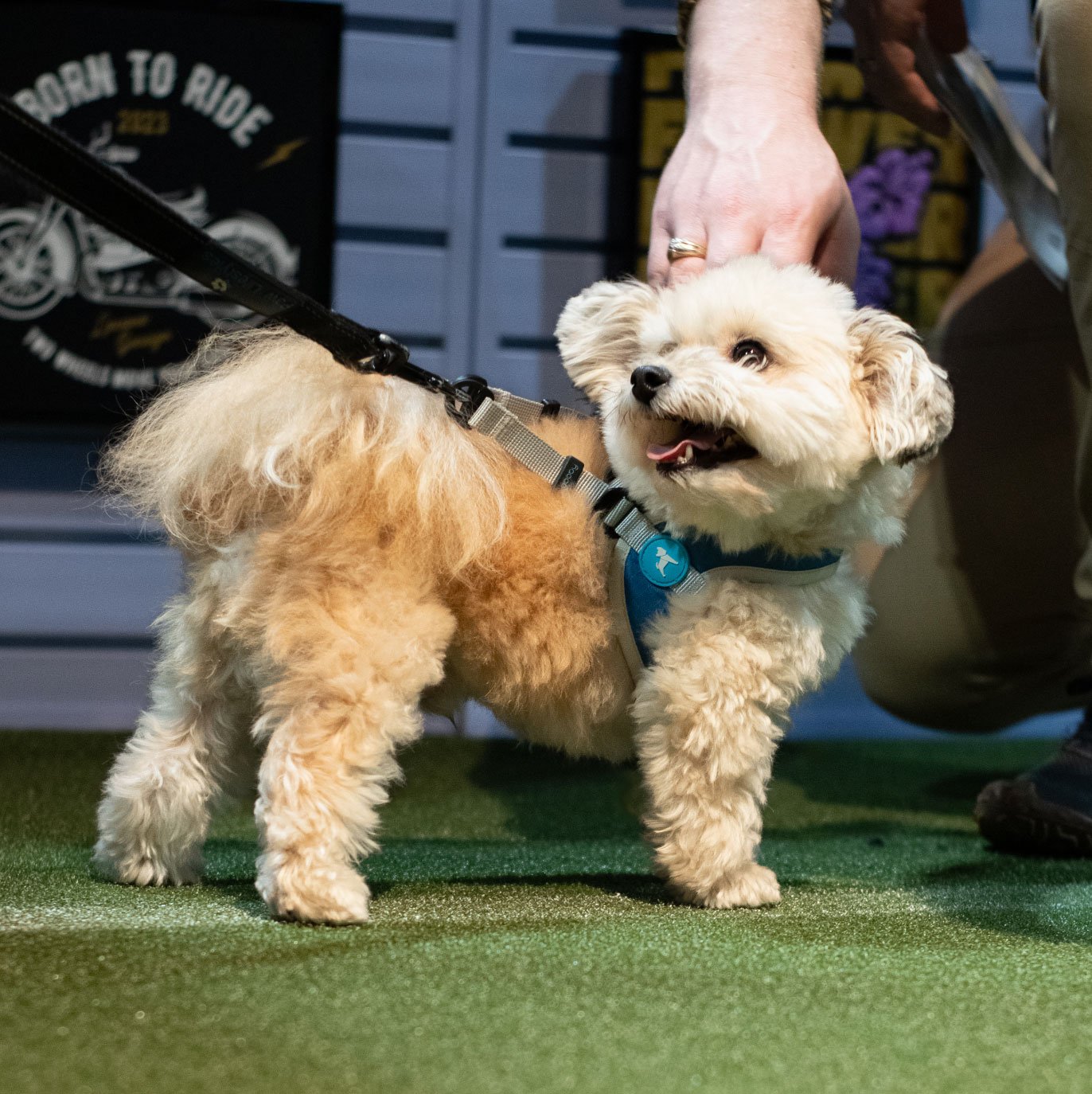 A small fluffy white dog is smiling while people pet him.